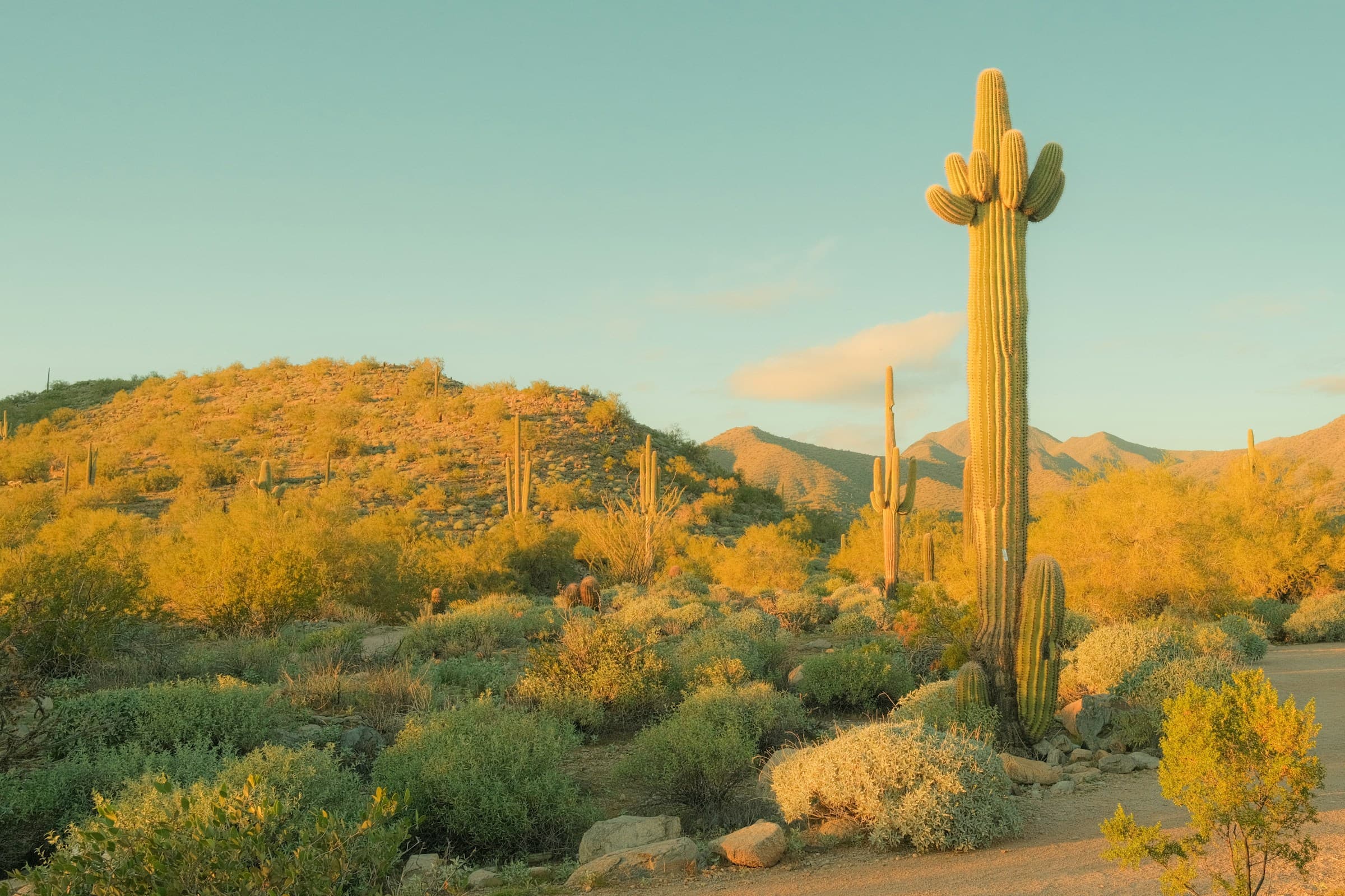 Saguaro cactus in the Sonoran Desert near Mesa, Arizona